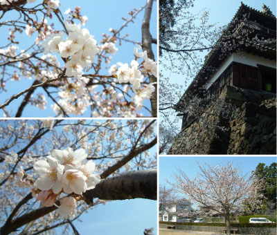 hanami in maruokajo