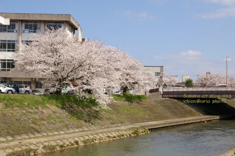 shougakko no sakura