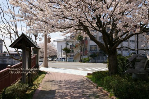 shougakko to sakura