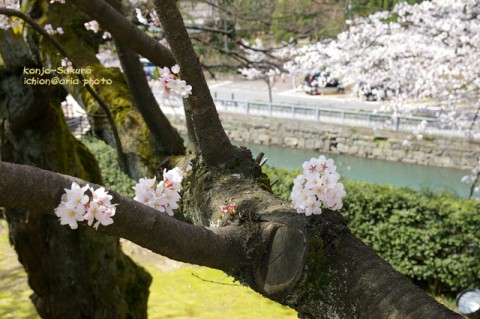 photo_konjo-sakura