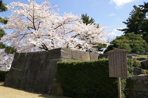 photo_sakura at Fukui-jo