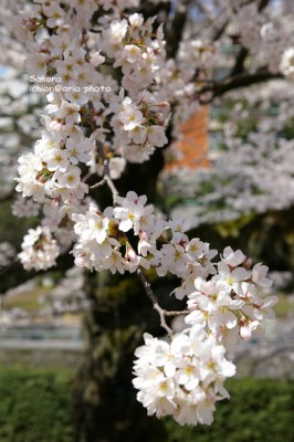 photo_sakura