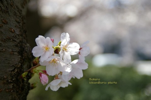 photo_sakura