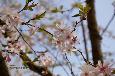 photo_sakura