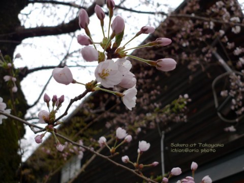 photo_sakura